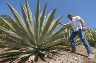 Californians bet Farming Agave For Spirits Hol